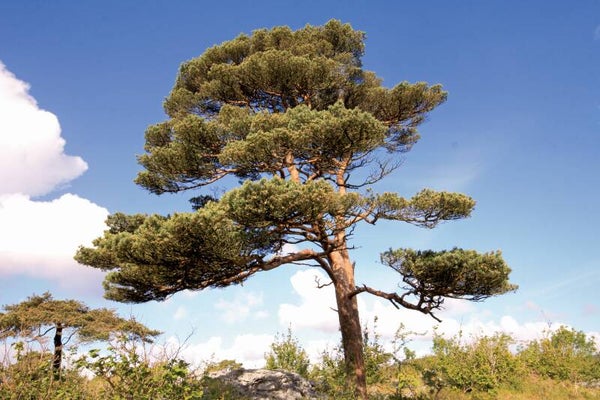 Tinctuur: PINUS SYLVESTRIS DEN (GROVE) 50ML
