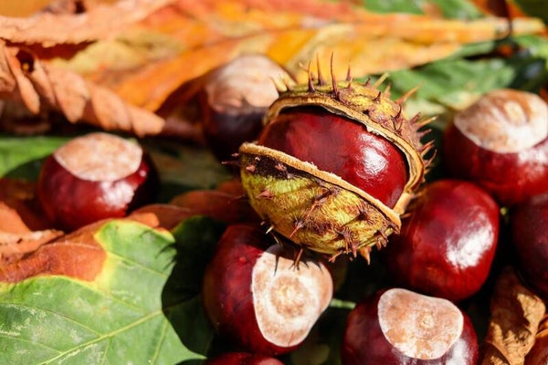 RODE KASTANJE (RED CHESNUT) 10 ML