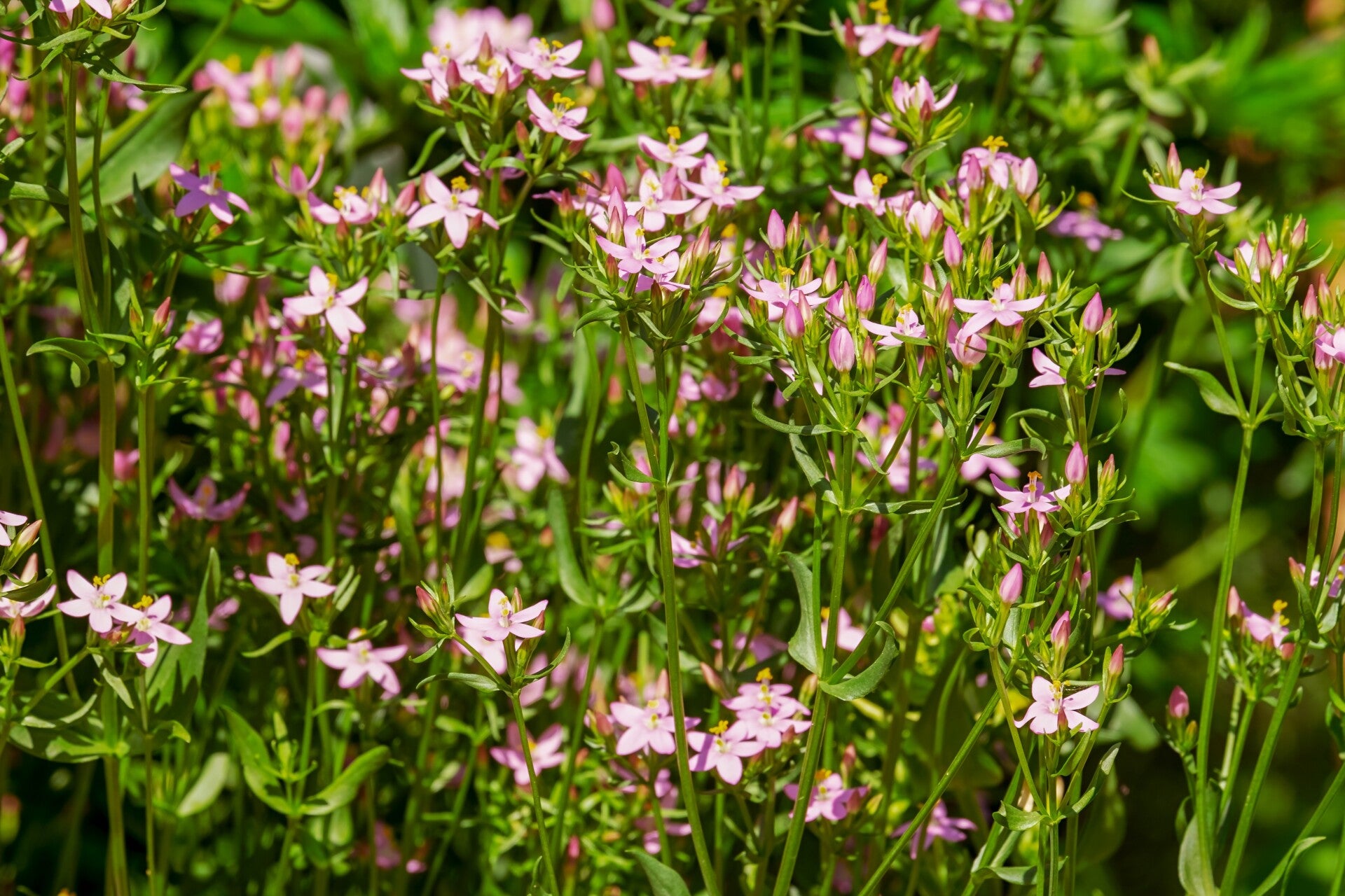 DUIZENDGULDENKRUID (CENTAURY) 10 ML