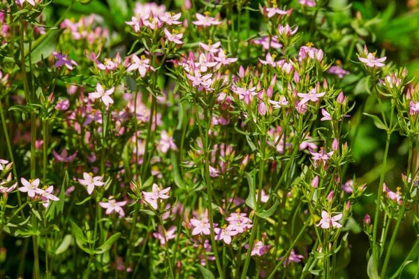 DUIZENDGULDENKRUID (CENTAURY) 30 ML