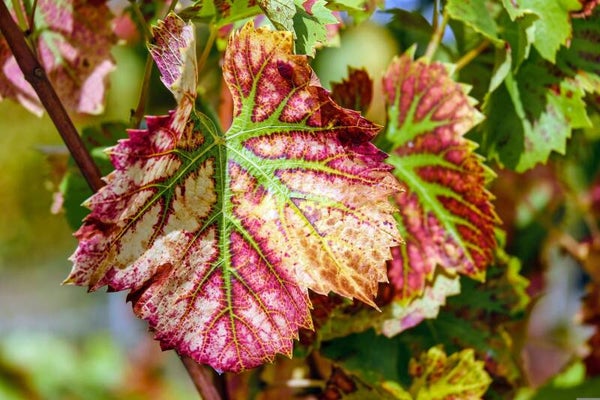 Tinctuur: VITIS VINIFERA L. WIJNSTOK 50ML