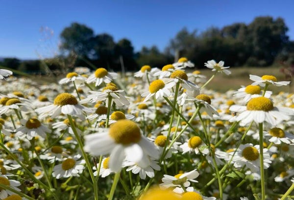 Tinctuur: TANACETUM PARTHENIUM MOEDERKRUID -GROTE KAMILLE