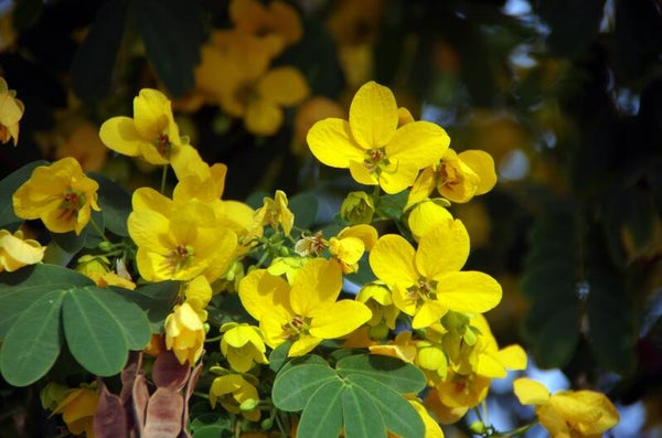 Tinctuur: CASSIA AUGUSTIFOLIA VALH. SENNA 50ML
