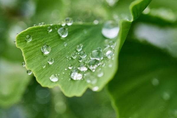 Tinctuur: GINKGO BILOBA L. JAPANSE NOTENBOOM 50ML