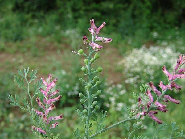 Tinctuur: FUMARIA OFFICINALIS L. DUIVEKERVEL (GEWONE) 50ML