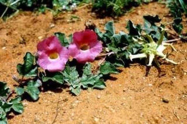 Tinctuur: HARPAGOPHYTUM PROCUMBENS DC DUIVELSKLAUW 50ML
