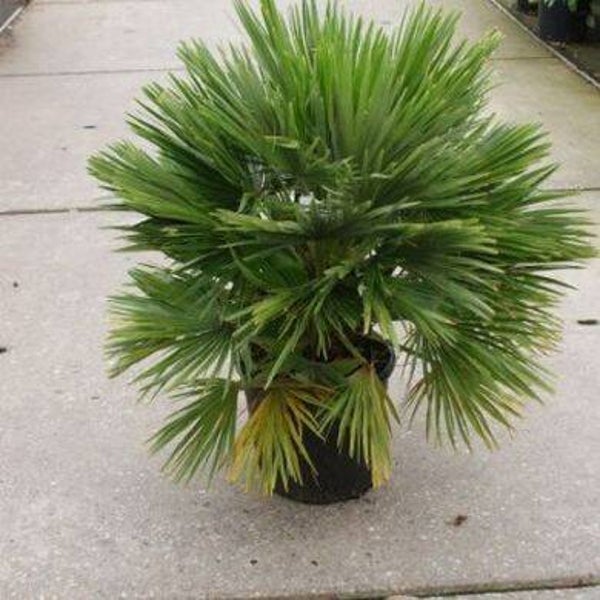 Tinctuur: SABAL SERRULATA DWERGPALM 50ML
