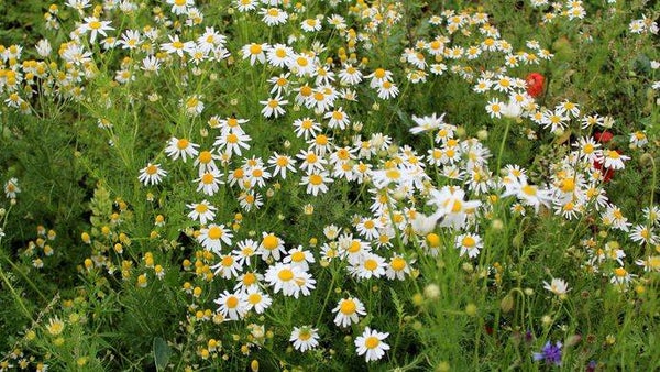 Tinctuur: MATRICARIA CHAMOMILLA L. ECHTE KAMILLE 50ML