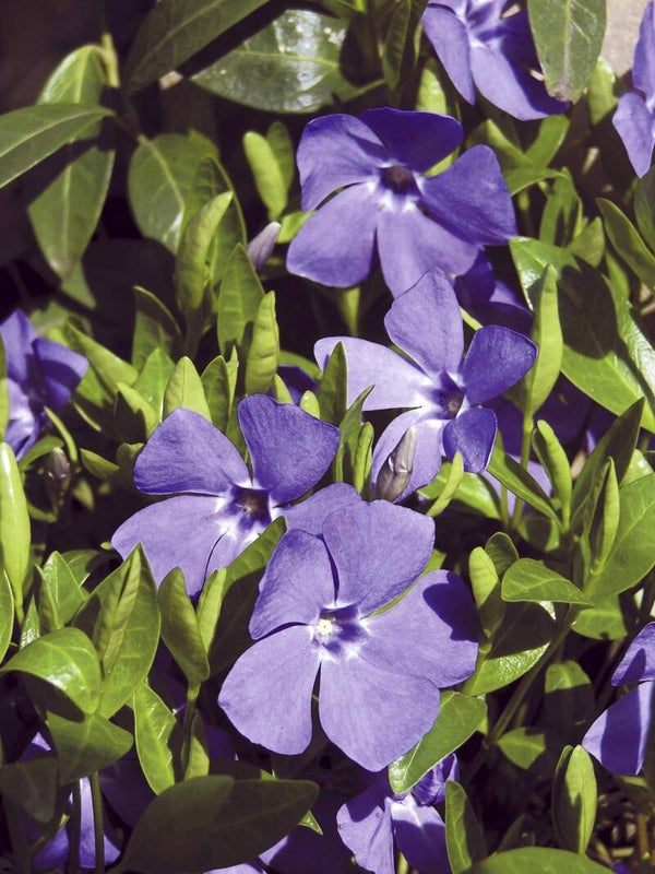 Tinctuur: VINCA MINOR L. MAAGDENPALM (KLEINE) 50ML