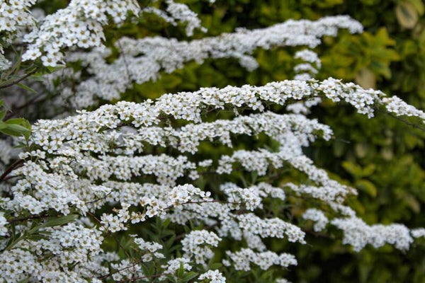 Tinctuur: SPIRAEA ULMARIA L. MOERASSPIREA 50ML