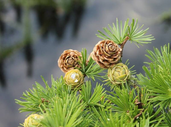 LARIKS (LARCH) 10 ML
