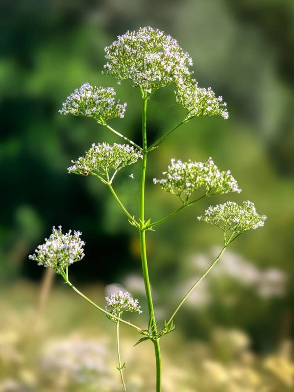 Tinctuur: VALERIANA OFFICINALIS L. VALERIAAN 50ML
