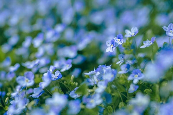 Tinctuur: VERONICA OFFICINALIS L. EREPRIJS (MANNETJES)50ML