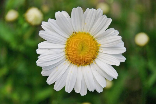 Tinctuur: BELLIS PERENNIS MADELIEFJE 50ML