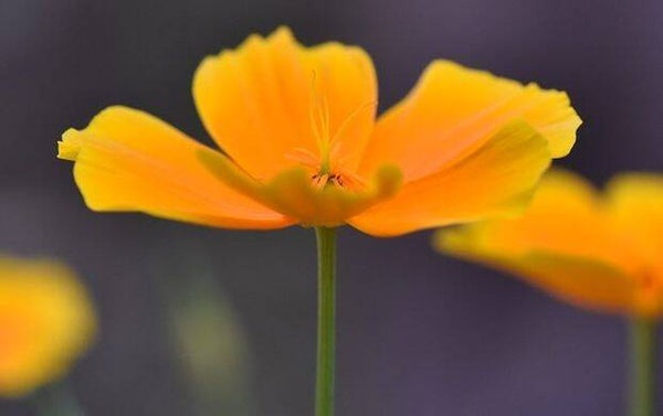 Tinctuur: ESCHSCHOLTZIA CALIFORNICA CHAM. SLAAPMUTSJE- GOUDPAPAVER