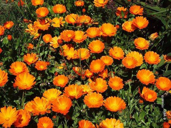 Tinctuur: CALENDULA OFFICINALIS L. GOUDSBLOEM (MET KELK)50ML