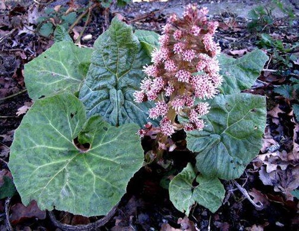 Tinctuur: PETASITES HOEFBLAD (GROOT) 50ML