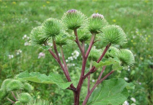 Tinctuur: ARCTICUM LAPPA L. KLIS-DOKKE-GROTE KLIT 50ML