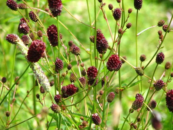 Tinctuur: SANGUISORBA OFFICINALIS L. GROTE PIMPERNEL  enkel verkrijgbaar per 500ml