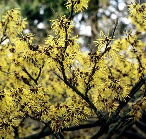 Tinctuur: HAMAMELIS VIRGINIANA L. TOVERHAZELAAR- HAMAMELIS
