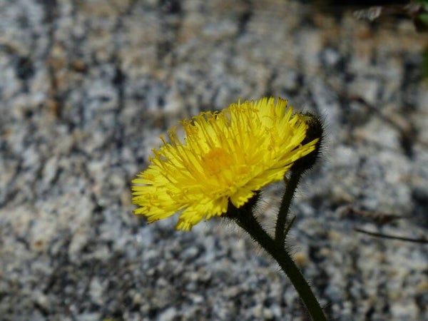 Tinctuur: HIERACIUM PILOSELLA L. MUIZENOOR, HAVIKSKRUID