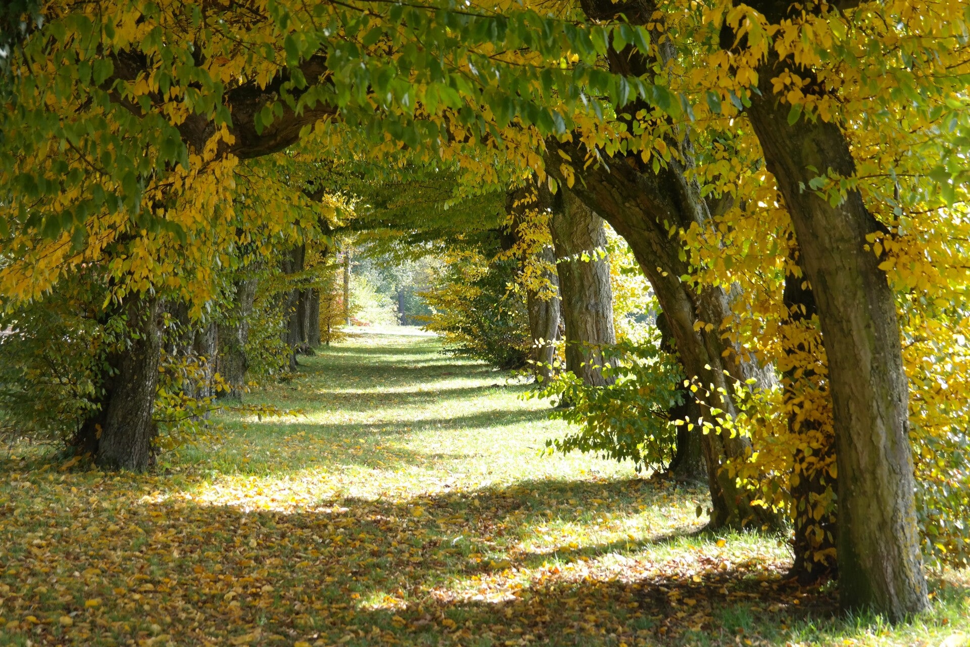 HAAGBEUK (HORNBEAM) 10 ML