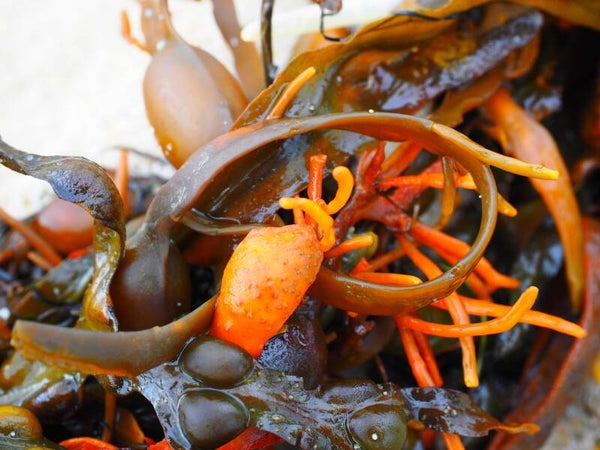 Tinctuur: FUCUS VESICULOSUS L. BLAASWIER 50ML