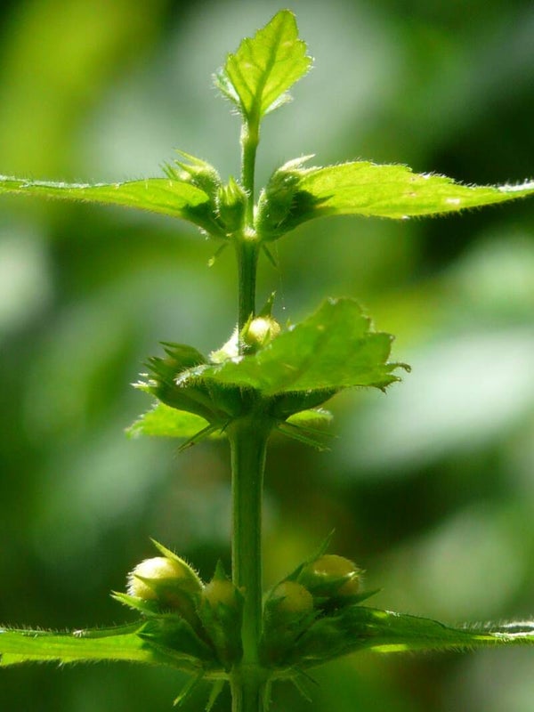 Tinctuur: LAMIUM ALBUM L. DOVENETEL (WITTE) 50ML