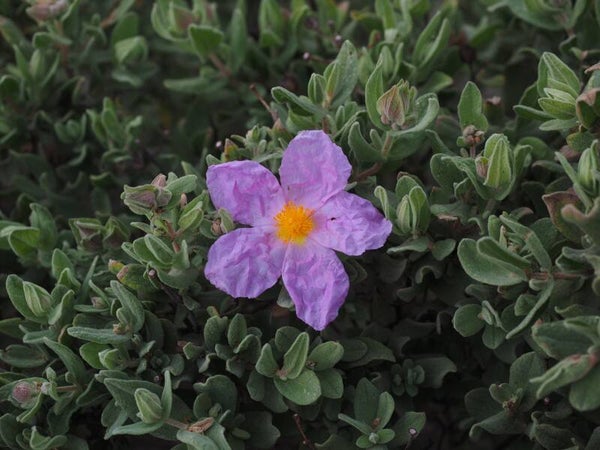 STRUIKHEI (HEATHER) 30 ML