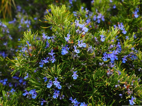 Tinctuur: ROSMARINUS OFFICINALIS ROZEMARIJN 50ML