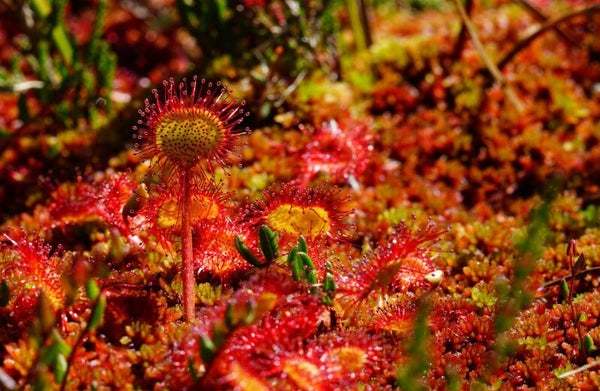 Tinctuur: DROSERA ROTUNDIFOLIA L. ZONNEDAUW (RONDE) 50ML