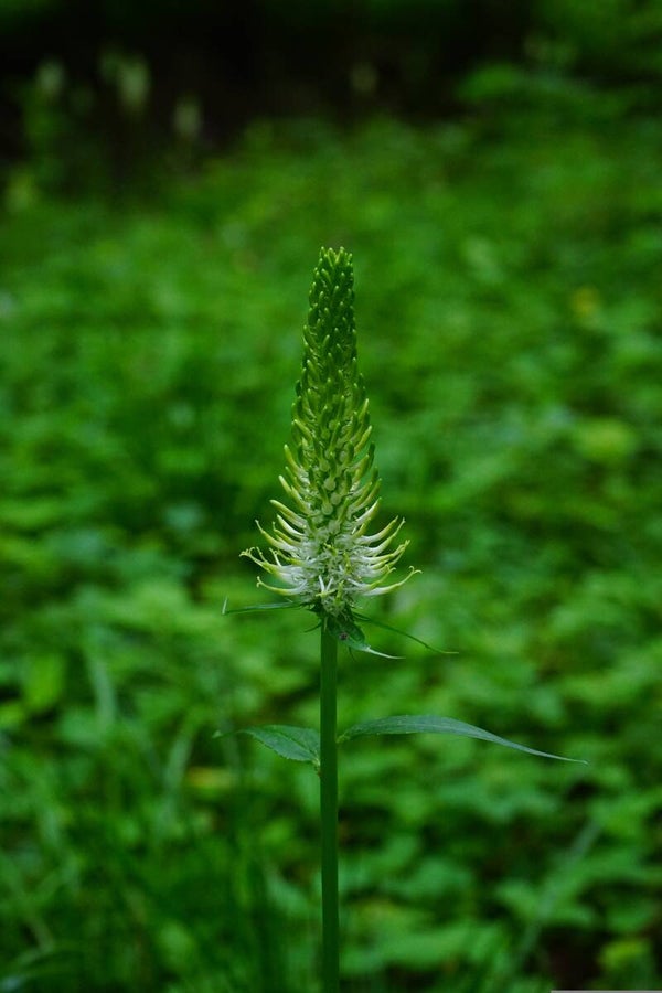 Tinctuur: HARPAGOPHYTUM PROCUMBENS DC DUIVELSKLAUW 50ML
