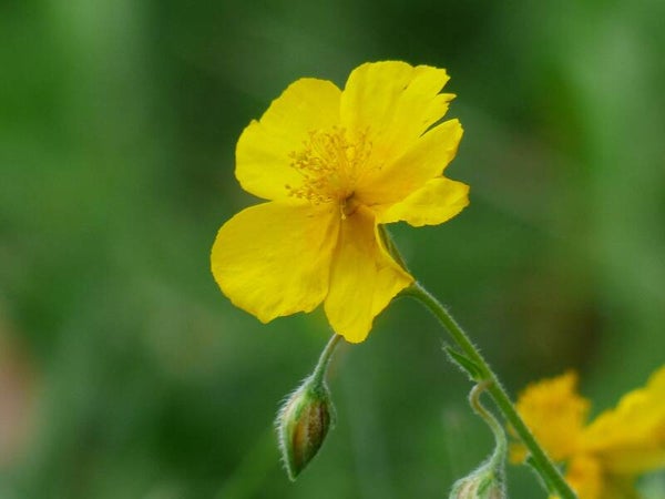ZONNEROOSJE (ROCK ROSE) 30 ML