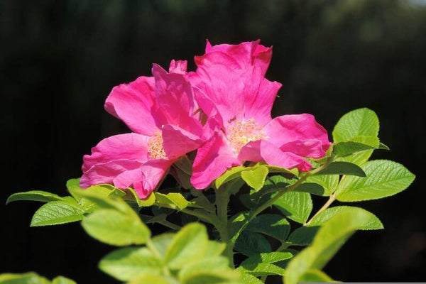 HONDSROOS (WILD ROSE) 30 ML