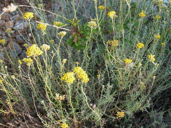 Tinctuur: HELICHRYSUM ITALICUM STROBLOEM 50ML