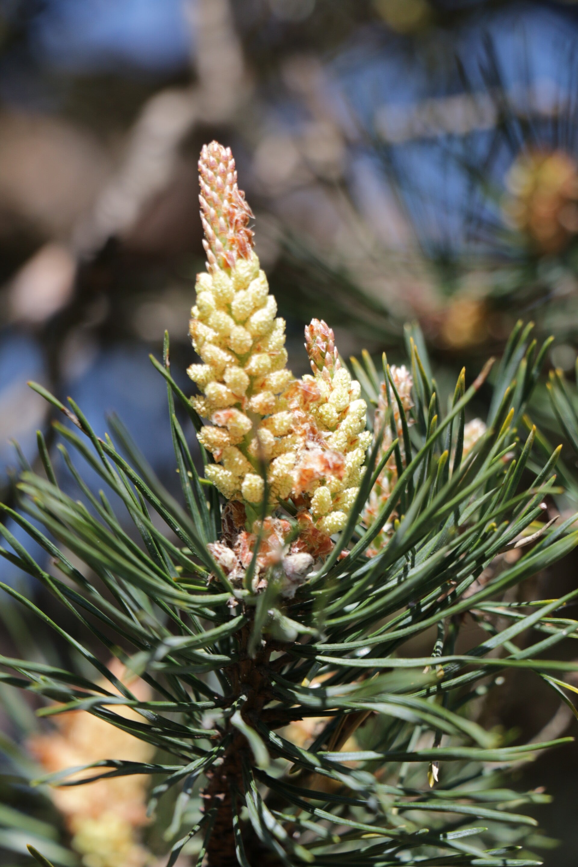 GROVE DEN (PINE) 10 ML