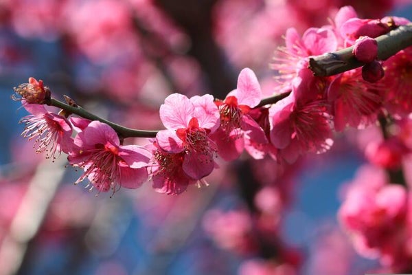KERSPRUIM (CHERRY PLUM) 30 ML