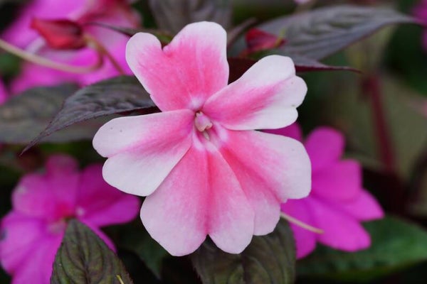 REUZENBALSEMIEN (IMPATIENS) 10 ML