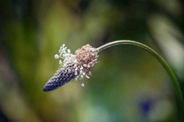 Tinctuur: PLANTAGO LANCEOLATA L. WEEGBREE (SMALBLADIGE)50ML