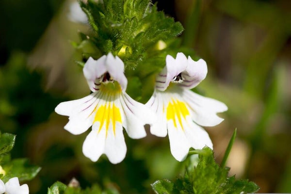Tinctuur: EUPHRASIA OFFICINALIS L. OGENTROOST (BEKLIERDE) 50ML
