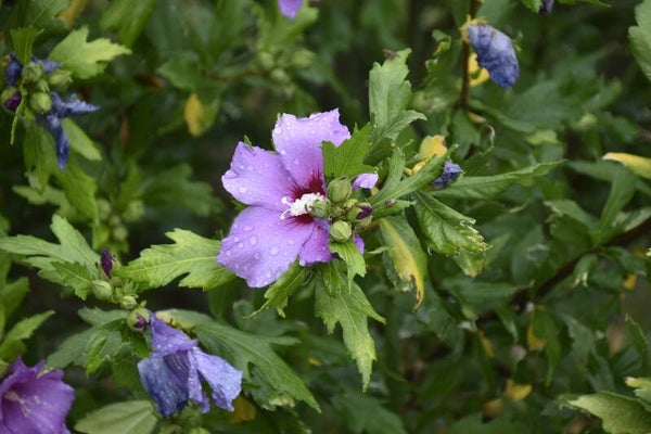 WATERVIOLIER (WATER VIOLET) 30 ML