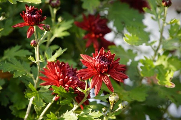 Tinctuur: CHRYSANTHELLUM AMERICANUM L. CHRYSANT 50ML