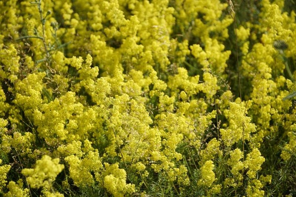 Tinctuur: GALIUM VERUM L. ECHT WALSTRO 50ML