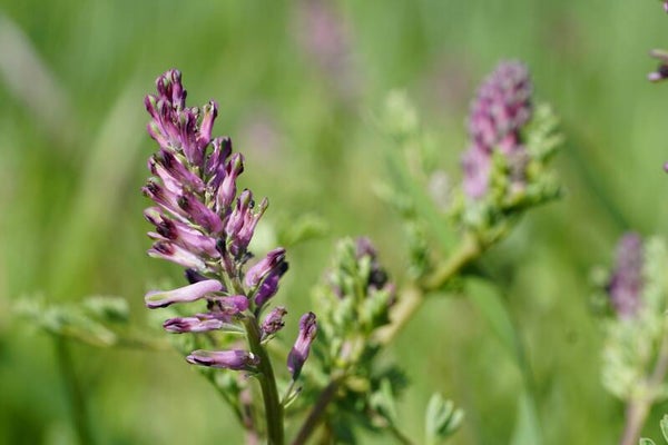 Tinctuur: FUMARIA OFFICINALIS L. DUIVEKERVEL (GEWONE) 50ML