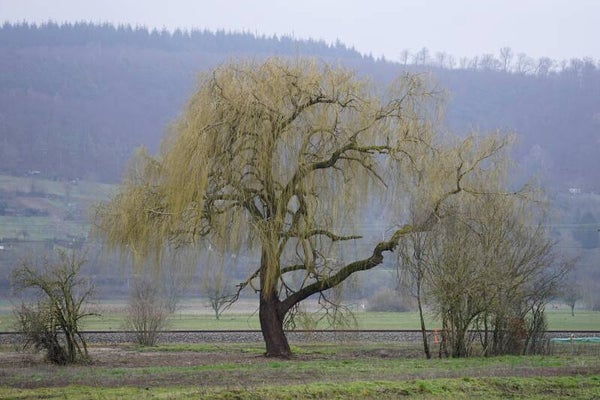 Tinctuur: SALIX ALBA L. SCHIETWILG WITTE WILG 50ML
