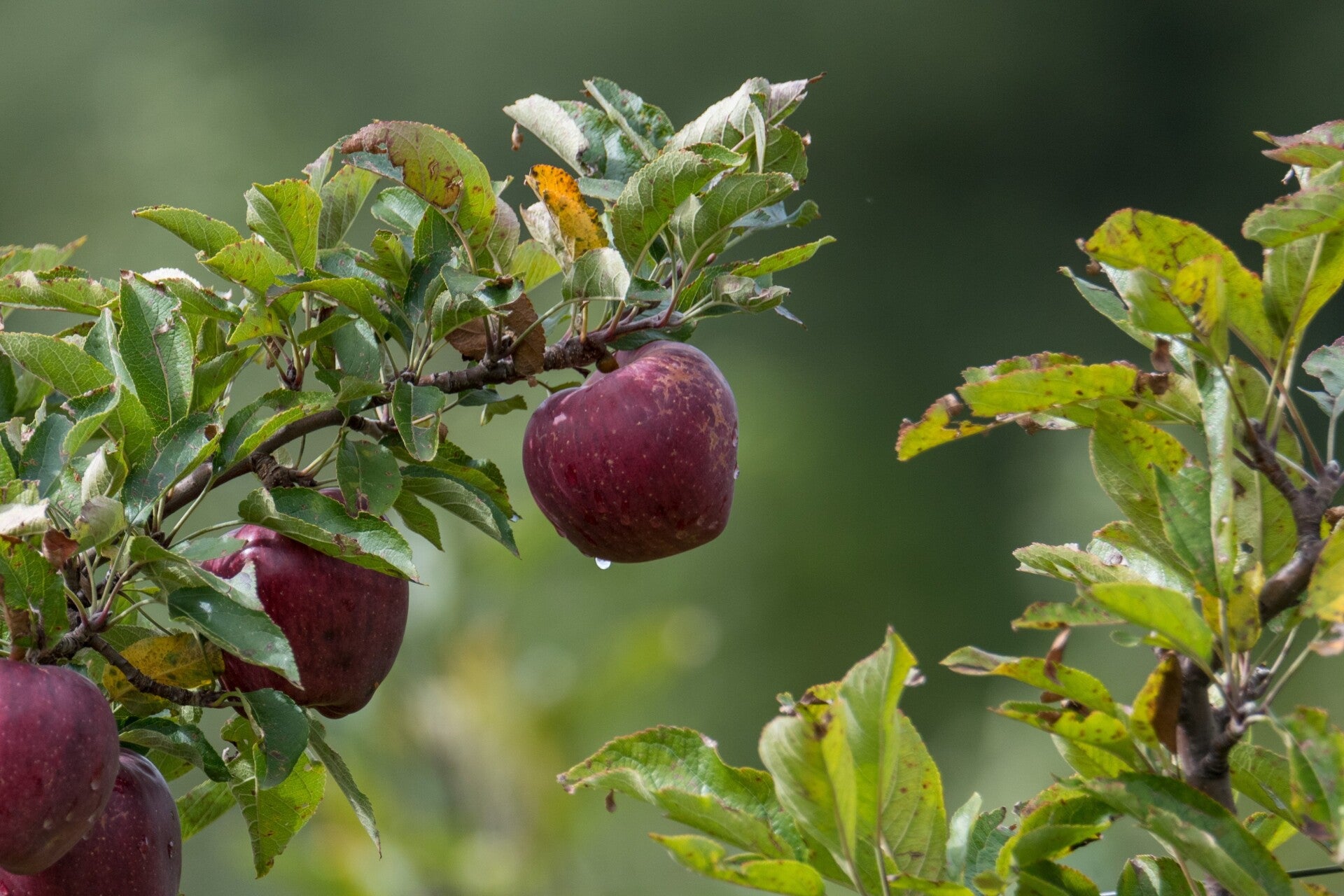 APPEL (CRAB APPLE) 10 ML