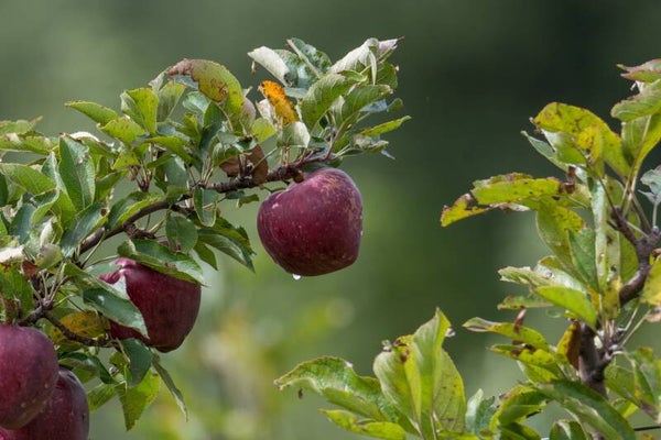 APPEL (CRAB APPLE) 10 ML