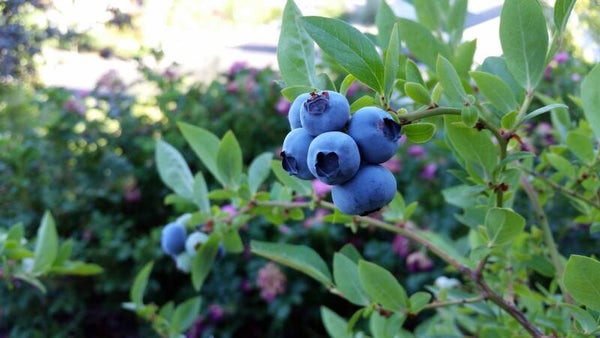 Tinctuur: VACCINIUM MYRTILLUS L. BLAUWE BOSBES 50ML