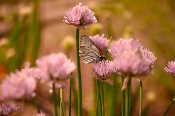 Tinctuur: ALLIUM CEPA L. UI-AJUIN 50ML