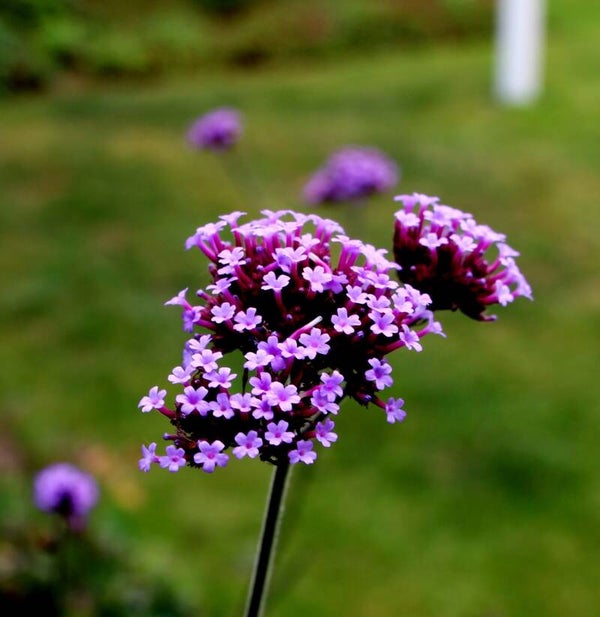 IJZERHARD (VERVAIN) 30 ML